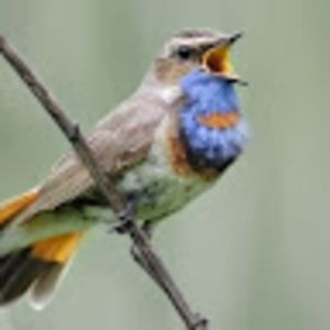 Meet your Posher, Bridgette